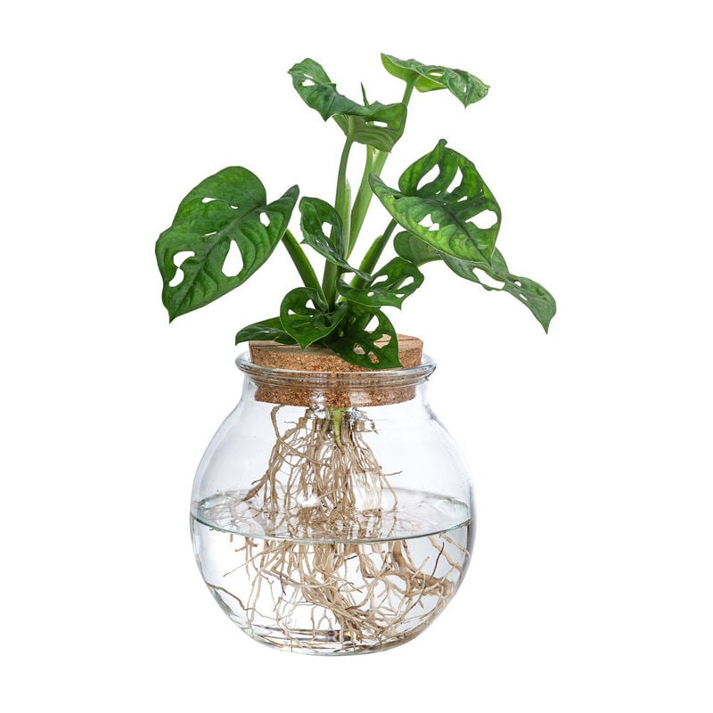Plant In A Box - Monstera Monkey Mask en verre - Hydroponique -Plante dans l'eau - Vert