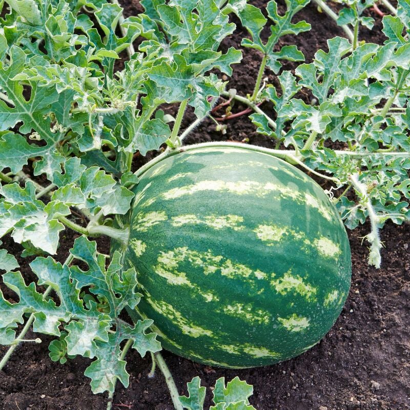 Plant Melon edgar en pot
