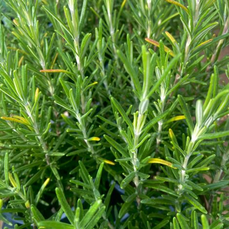 Plant Romarin Pépinière Pot 1,5L