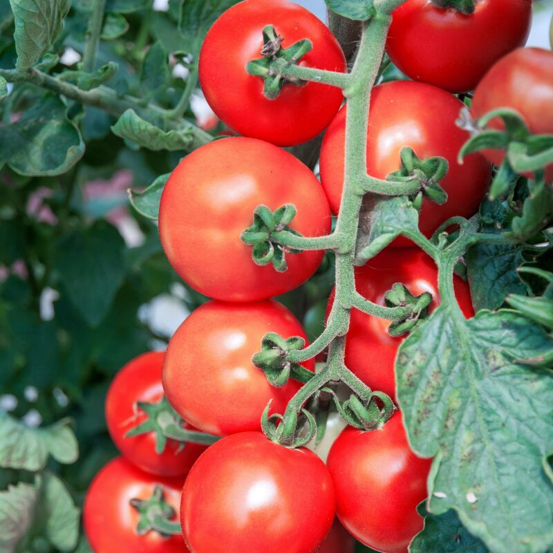 Plant Tomate ancienne rose de berne en pot