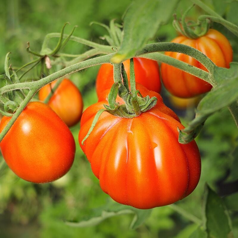 Plant Tomate ancienne russe rouge en pot