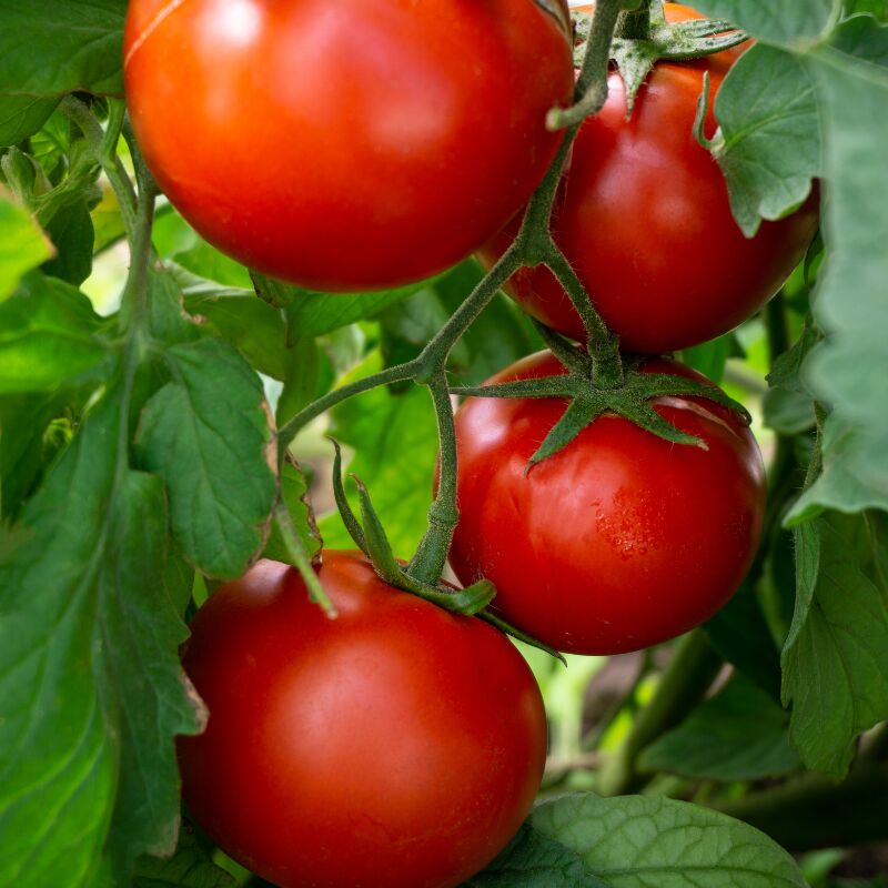 Plant Tomate bali f1 en pot