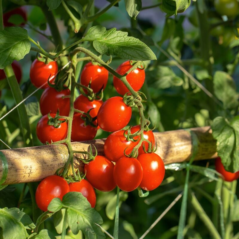 Plant Tomate cerise gusta mini red f1 en pot
