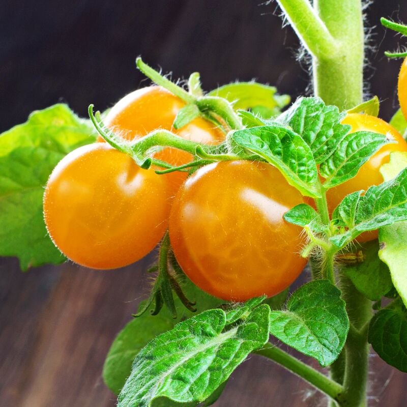 Plant Tomate cerise gusta mini yellow f1 en pot