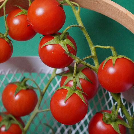 Plant Tomate cerise super Sweet en Pot. . Marque : Serres Desrumaux. Réf. : 2TSWE105