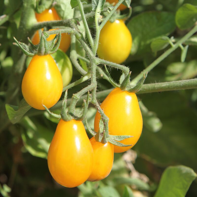 Plant Tomate cerise yellowpearshed en pot