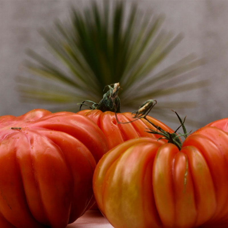 Plant Tomate Cœur de Bœuf Premium en Pot. . Marque : Serres Desrumaux Réf. : 2TCBO105