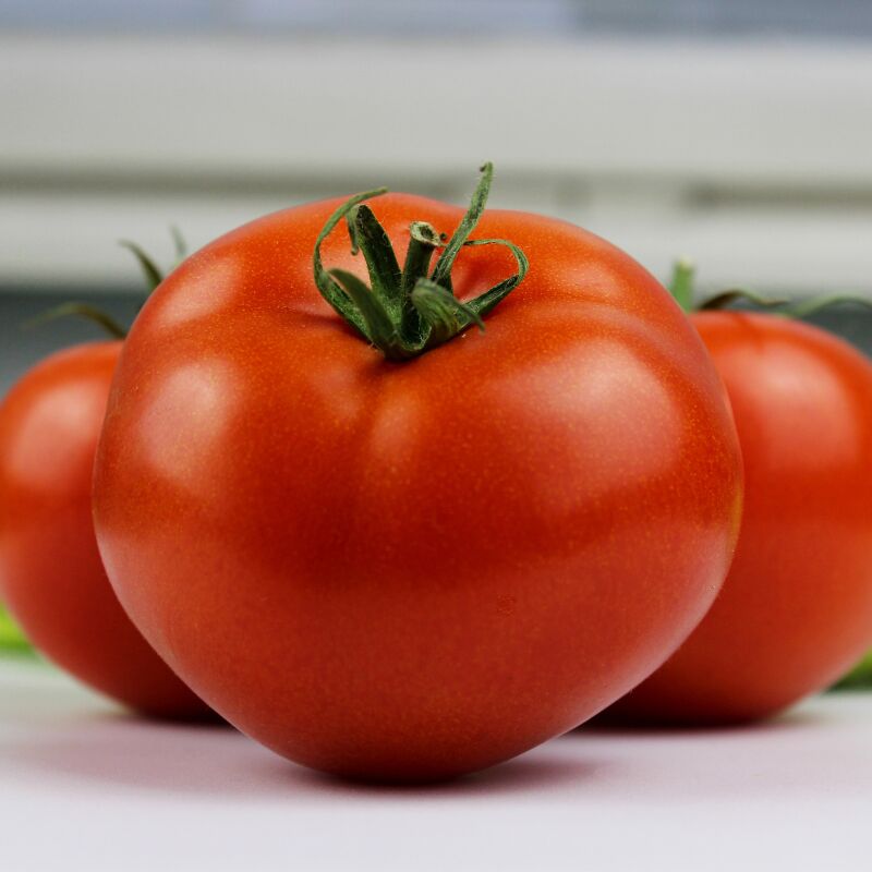 Plant Tomate fandango f1 en pot