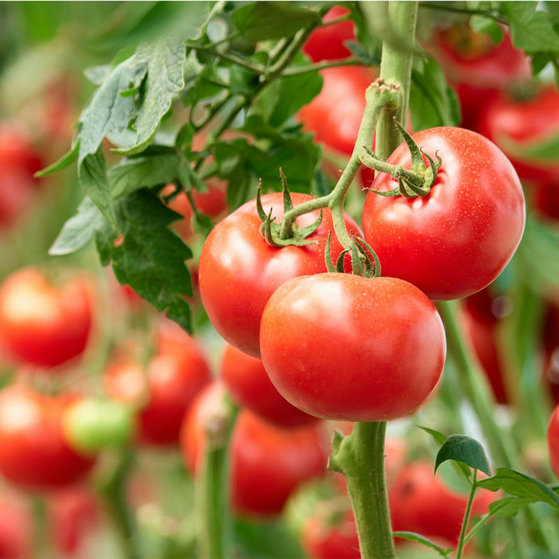 Serres Desrumaux - Plant Tomate Grappe Premio F1 en Pot. . Marque : . Réf. : 2TPRE105