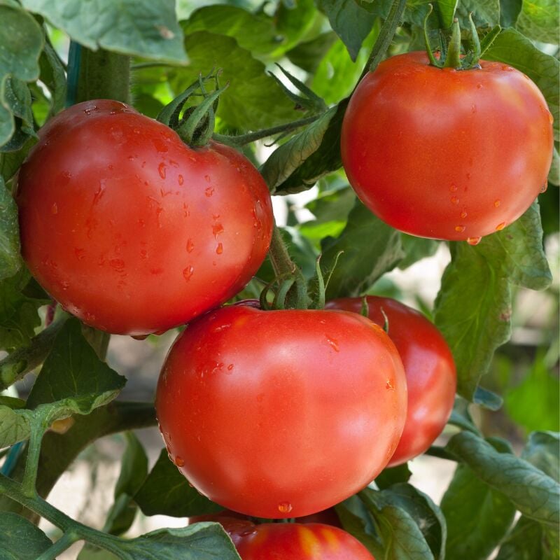 Plant Tomate maestria f1 en pot