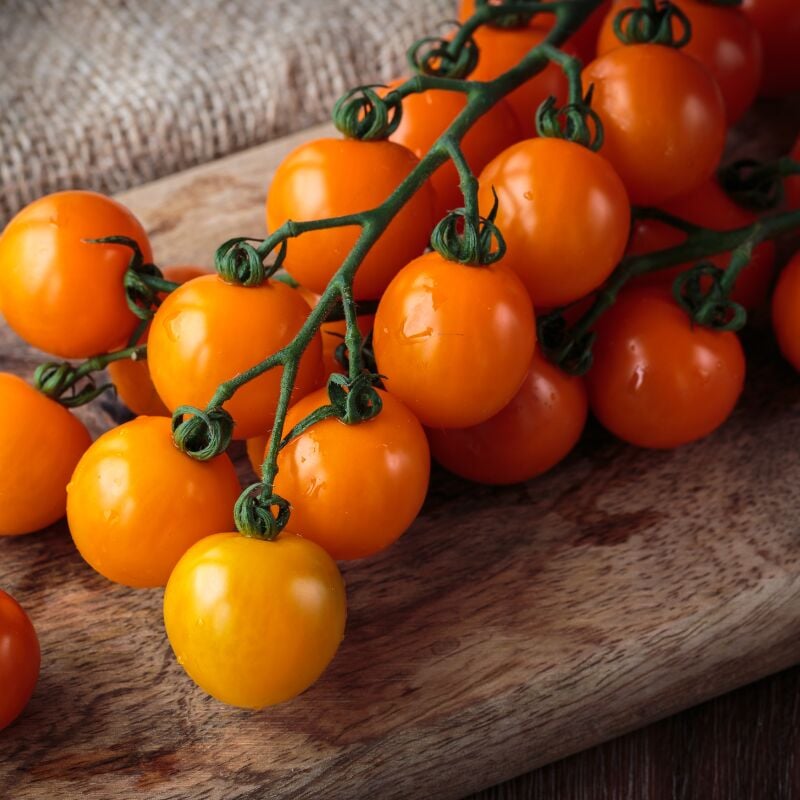 Plant Tomate orange queen en pot