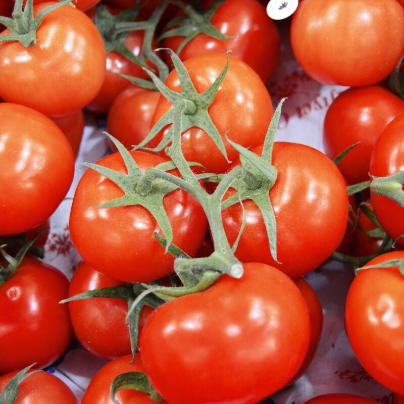 Plant Tomate previa f1 en pot