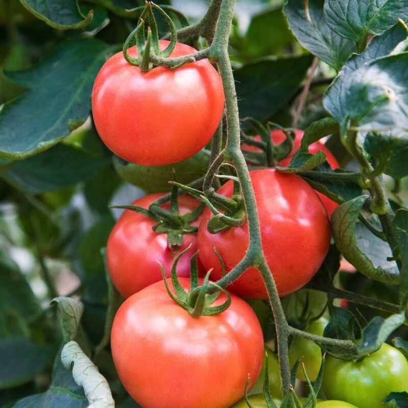 Plant Tomate st pierre f1 en pot