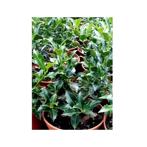 Planta Acebo Alaska. ILEX Aquifolium Alaska. 30-50 Cm