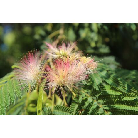 Planta Albizia Julibrissin. Acacia de constantinopla