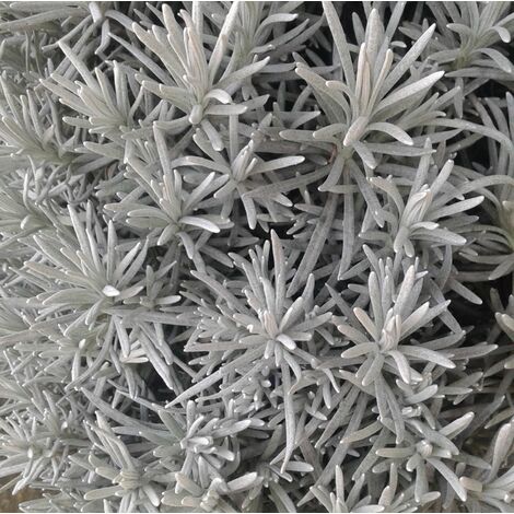 Planta Aromatica Curry, Helichrysum. 20 - 30 Cm