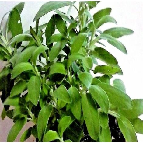 Planta Aromática de Salvia Officinalis