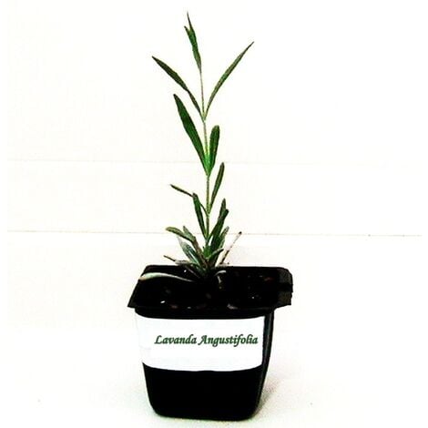 AUTRES Planta Arom�tica de Lavanda Lavandula Angustifolia