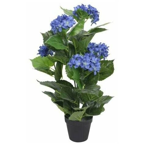 Hortensia azul