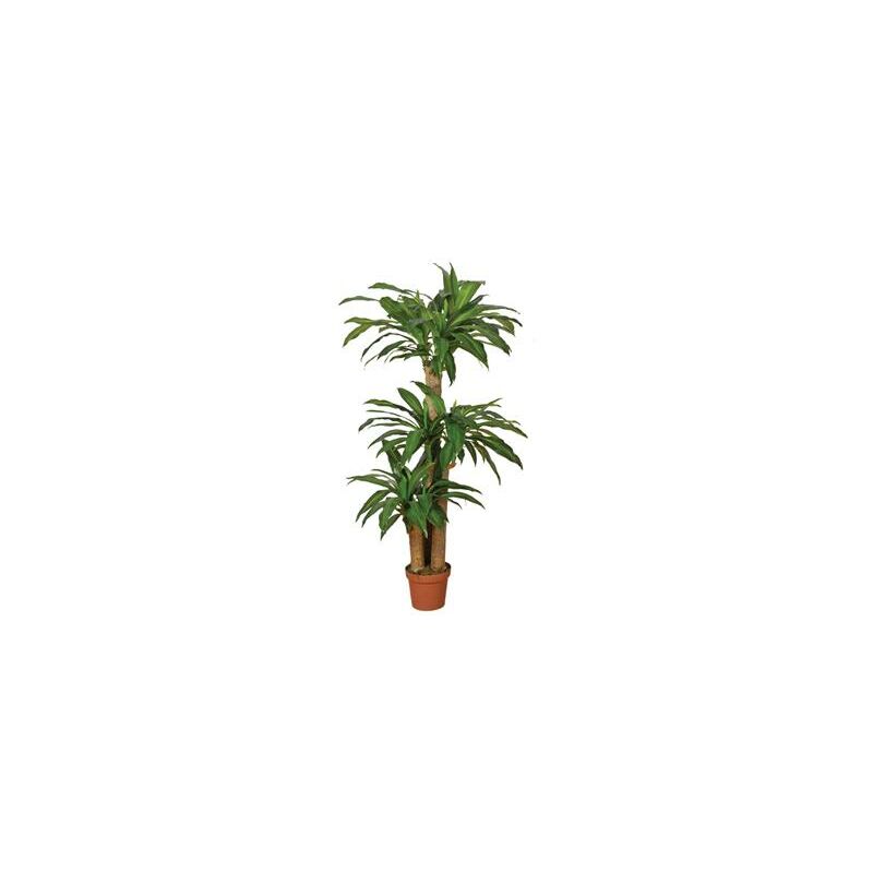 

Catral DRACENA 145 CM