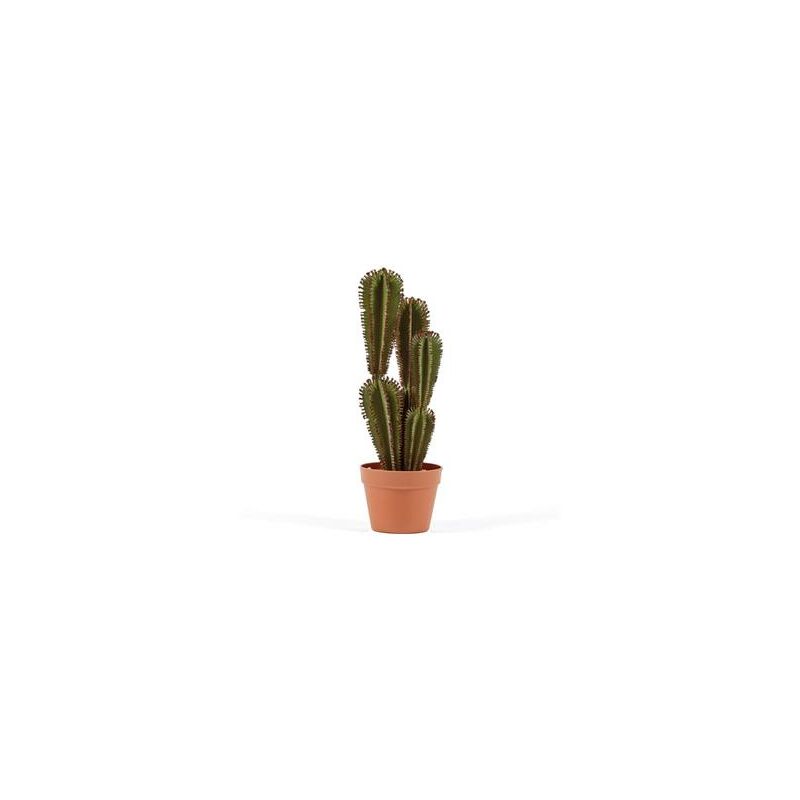 

Catral Cactus Euphorbia SUZANNAE, Verde, 57.5 Cm