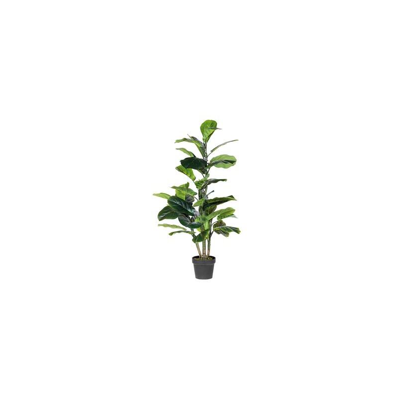 

Catral FICUS LYRATA 90CM
