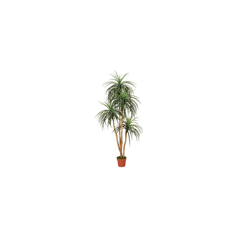 

Catral Nolina 185 Cm