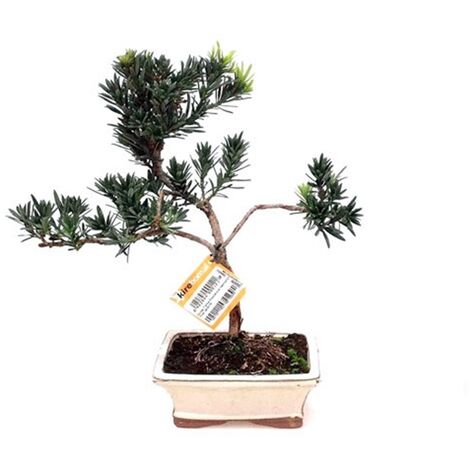 Planta Bonsai 7 A�os Podocarpus