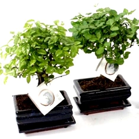 Planta Bonsai Mix en Maceta M15