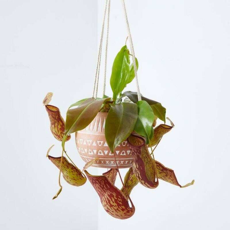 

Planta Carnivora Nepenthes Colgante Maceta 13Cm