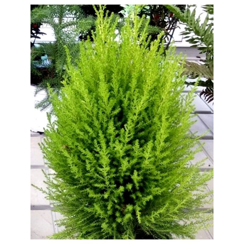 Planta Cipres Aroma Lim�n. Cupressus Macrocarpa. Goldcrest Wilma. 40 - 50 Cm