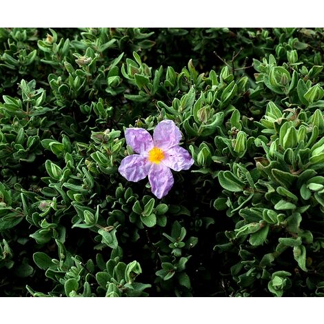 Planta Cistus Albidus Jara Blanca
