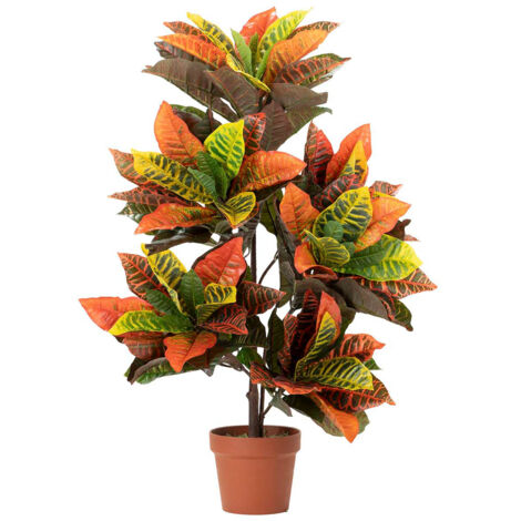 Planta Codiaeum Variegatum 60X60X100 Cm