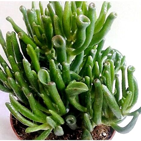 Planta Crasa Crassula de Trompetas. Crasula