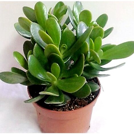 Planta Crasa Crassula Monstruosa Portulacea. Crasula