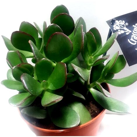 Planta Crasula Ovata O Arbol de Jade. Crassula