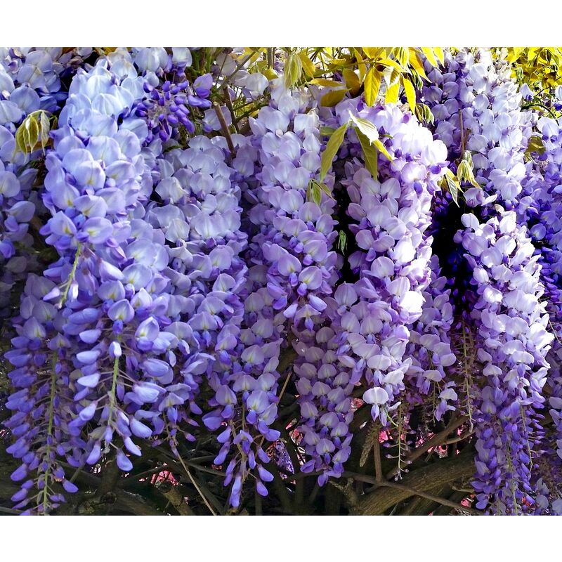 Planta Trepadora de Glicinia, Wisteria. 50 Cm