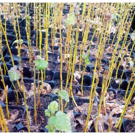 Planta de Abedul O Betula. Planta en Cepell�n Forestal de 300 Cc