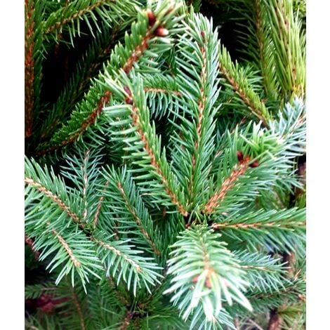 Planta de Abeto. Picea Abies O Arbol de Navidad. Planta de unos 30 - 40 Cm