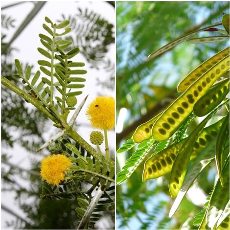 Planta de Acacia Karroo. Usado para Setos. Resiste la Sequia