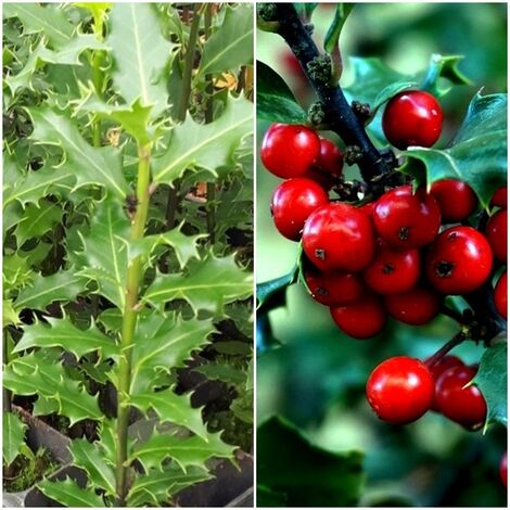Planta de Acebo Acibro, ILEX Aquifolium.