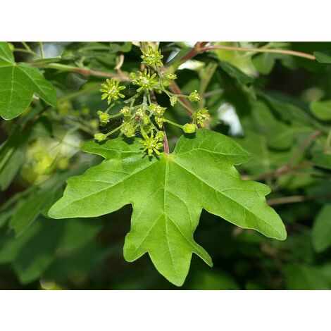 Planta de Acer Campestre - Arce Comun. 30 - 40 Cm