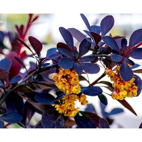 Planta de Agracejo Japones Rojo Berberis Thunbergii Atropurpurea