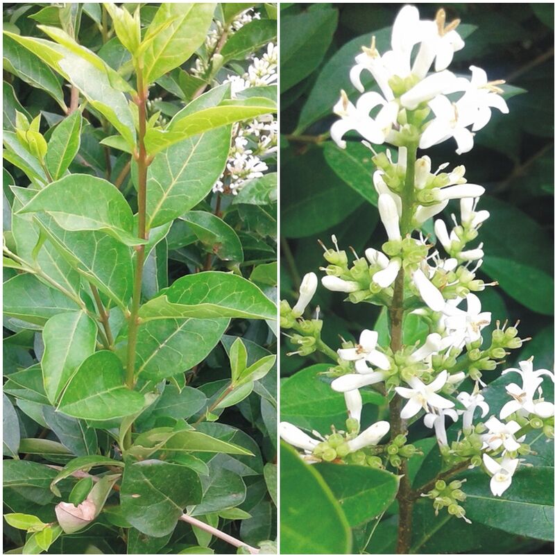 

Planta de Aligustre, Ligustrum California. Altura 60 - 70 Cm