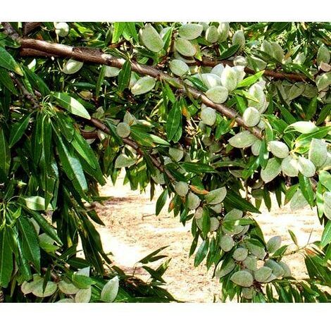 Planta de Almendro Pentacebas. Muy Productivo