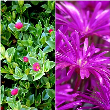 Planta de Aptenia Cordiflora, Planta Crasa Alfombrante y Cubridora