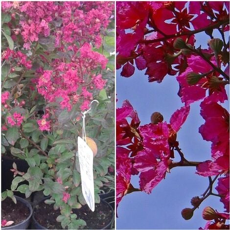 Planta de Arbol de Jupiter Lagerstroemia Petit RED. Altura Planta 30 - 40 Cm.