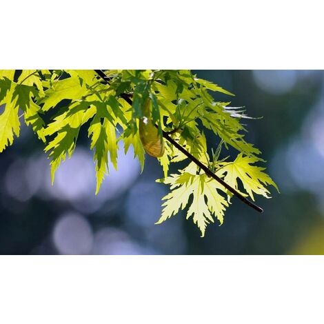 Planta de Arce Plateado. ACER SACCHARINUM. 40 - 50 cm