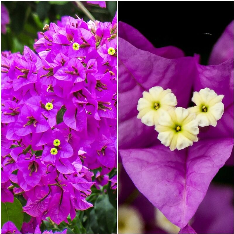 

Planta de Bouganvillea, Buganvilla Morada. 120 Cm