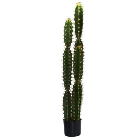 Planta de cactus con maceta redonda